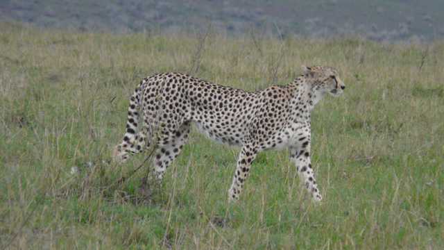 Gepard