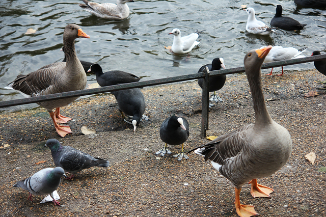 Rozmaitość ptactwa w St. James’s Park