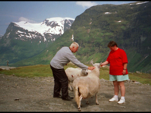 spotkanie z owieczkami