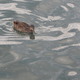 Kaczusie na Lake Ontario