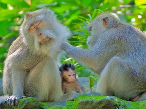 Ubud monkey forest