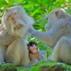 Ubud monkey forest