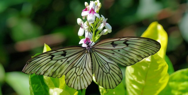 Okolice Tabanan park motyli