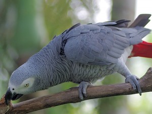 Bali- park ptakow i gadow