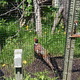 Bazant,Toronto ZOO,Toronto,Canada