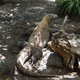 Waran z Komodo,Toronto ZOO,Toronto,Canada