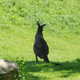 Kangurek,Toronto ZOO,Toronto,Canada