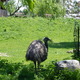 Emu,Toronto ZOO,Toronto,Canada