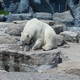 Misiek bialy,Toronto ZOO,Toronto,Canada