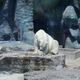 Misiek bialy,Toronto ZOO,Toronto,Canada