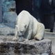 Misiek bialy,Toronto ZOO,Toronto,Canada