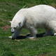 Misiek bialy,Toronto ZOO,Toronto,Canada