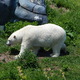 Misiek bialy,Toronto ZOO,Toronto,Canada