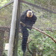 Malpka,Toronto ZOO,Toronto,Canada