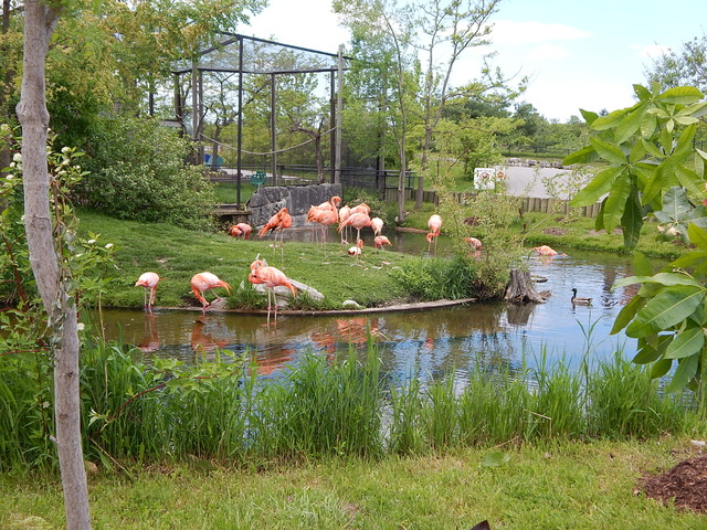 Flamingi,Toronto ZOO,Toronto,Canada