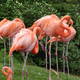 Flamingi,Toronto ZOO,Toronto,Canada