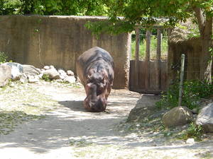 Hipcio,Toronto ZOO,Toronto,Canada