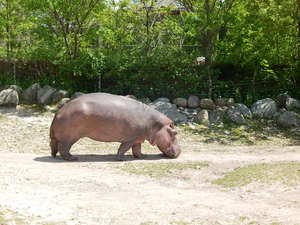 Hipcio,Toronto ZOO,Toronto,Canada