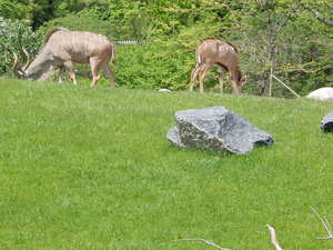 Antylopy,Toronto ZOO,Toronto,Canada