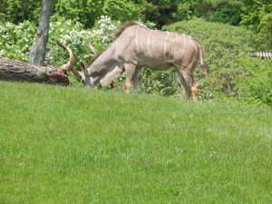Antylopy,Toronto ZOO,Toronto,Canada