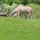 Antylopy,Toronto ZOO,Toronto,Canada