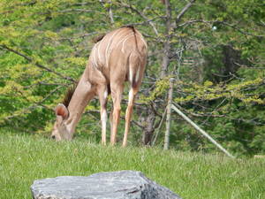 Antylopy,Toronto ZOO,Toronto,Canada