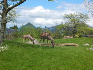 Antylopy,Toronto ZOO,Toronto,Canada