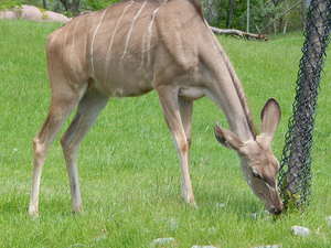 Antylopy,Toronto ZOO,Toronto,Canada