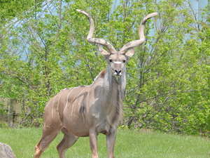 Antylopy,Toronto ZOO,Toronto,Canada