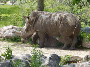 Nosorozec,Toronto ZOO,Toronto,Canada