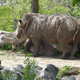 Nosorozec,Toronto ZOO,Toronto,Canada