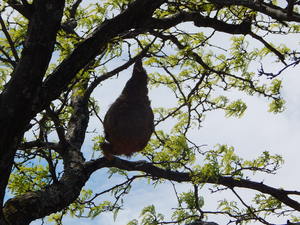 Gniazdo wiklaczy,Toronto ZOO,Toronto,Canada