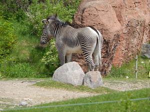 Zebry,Toronto ZOO,Toronto,Canada