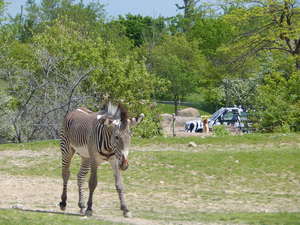 Zebry,Toronto ZOO,Toronto,Canada