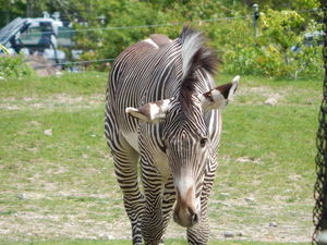 Zebry,Toronto ZOO,Toronto,Canada