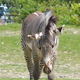 Zebry,Toronto ZOO,Toronto,Canada