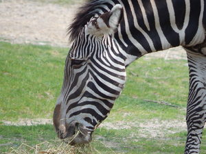 Zebry,Toronto ZOO,Toronto,Canada