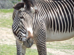 Zebry,Toronto ZOO,Toronto,Canada