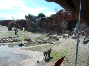 Pawiany,Toronto ZOO,Toronto,Canada