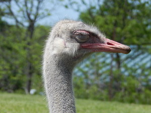 Strus,Toronto ZOO,Toronto,Canada