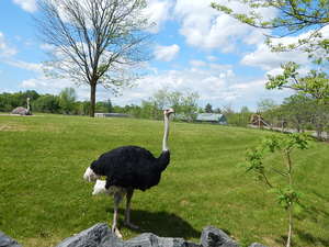 Strus,Toronto ZOO,Toronto,Canada