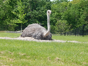 Strus,Toronto ZOO,Toronto,Canada