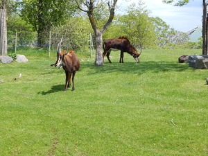 Antylopa,Toronto ZOO,Toronto,Canada