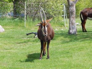 Antylopa,Toronto ZOO,Toronto,Canada