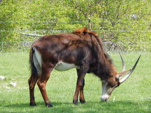 Antylopa,Toronto ZOO,Toronto,Canada