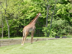 Zyrafki,Toronto ZOO,Toronto,Canada