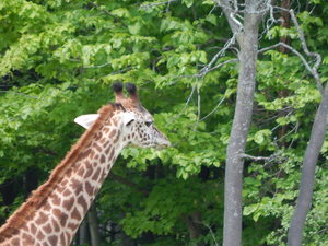 Zyrafki,Toronto ZOO,Toronto,Canada