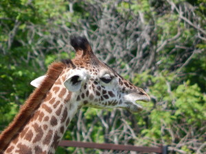 Zyrafki,Toronto ZOO,Toronto,Canada