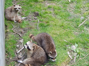 Racoony,Toronto ZOO,Toronto,Canada