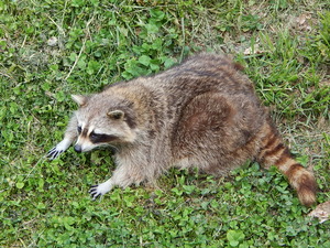 Racoony,Toronto ZOO,Toronto,Canada